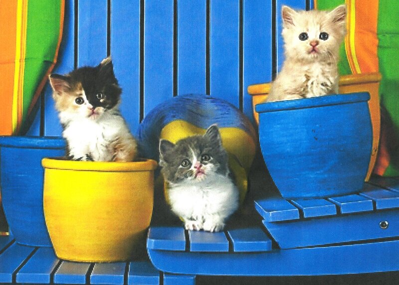 Three Kittens in Pots — Blue, Playful