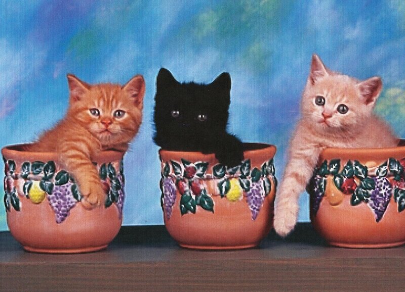 Three Kittens in Pots — Blue