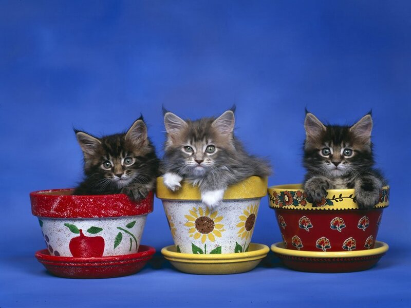 Three Kittens in Pots