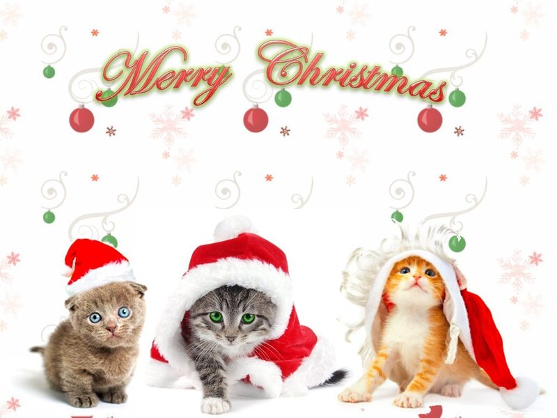Three Kittens in Santa Hats — Red