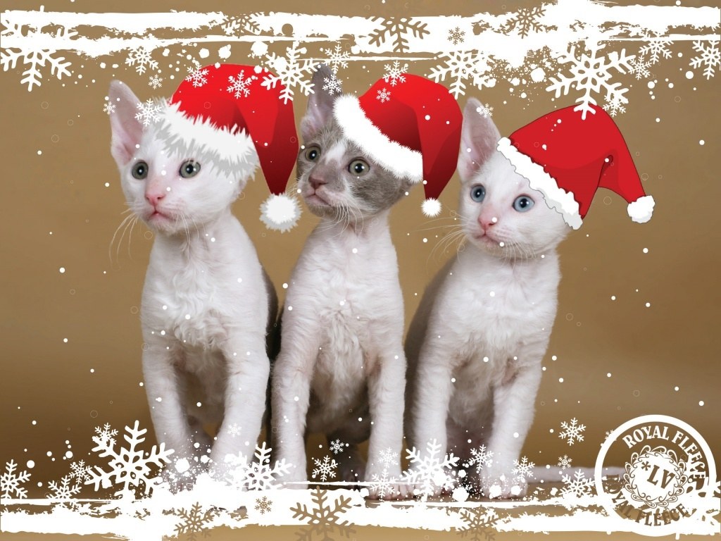 Three kittens in Santa hats