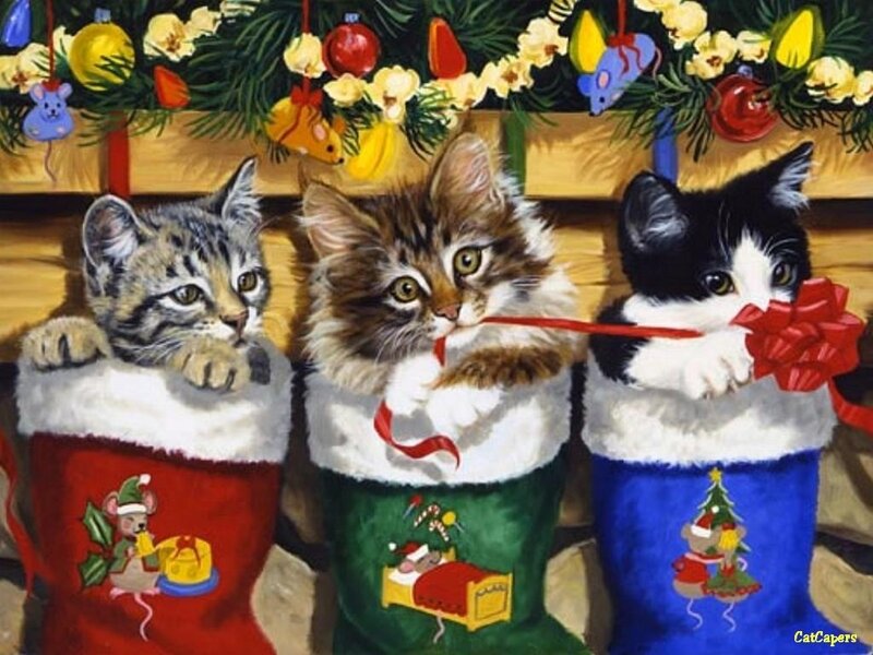 Three Kittens in Stockings