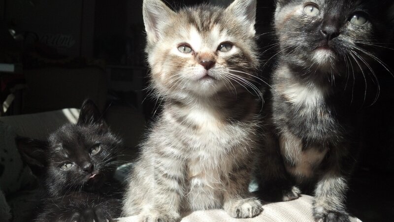 Three Kittens in Sunlight