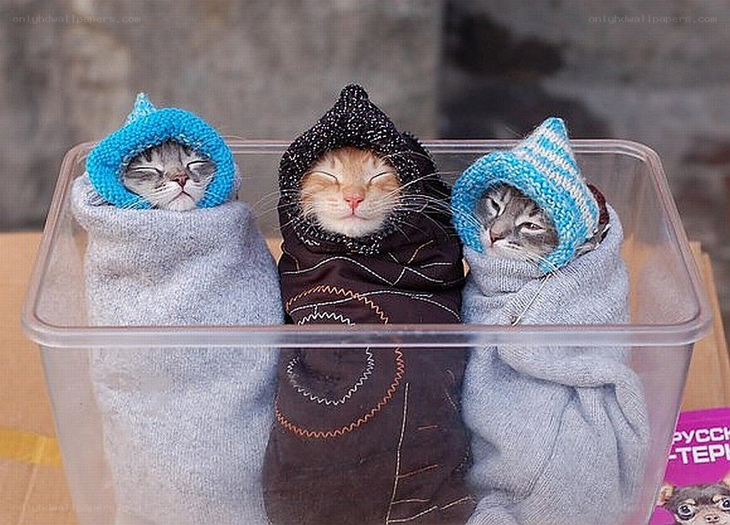 three kittens in sweaters
