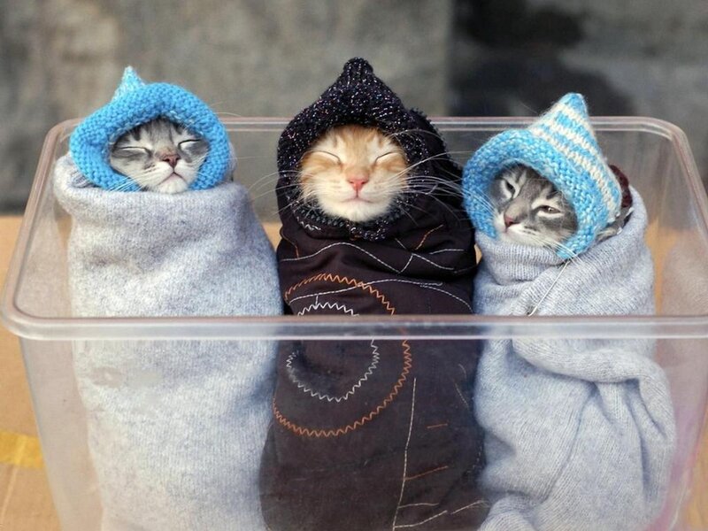 Three Kittens in Sweaters — Blue