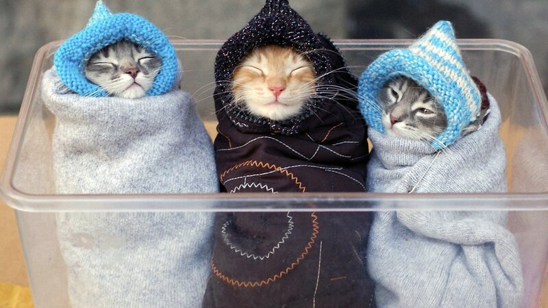 Three kittens in sweaters