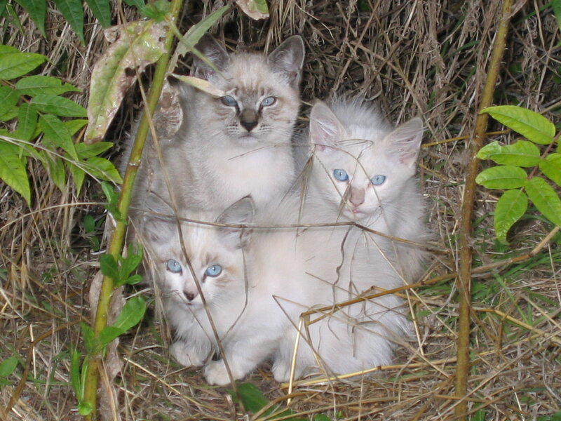 three kittens in the grass