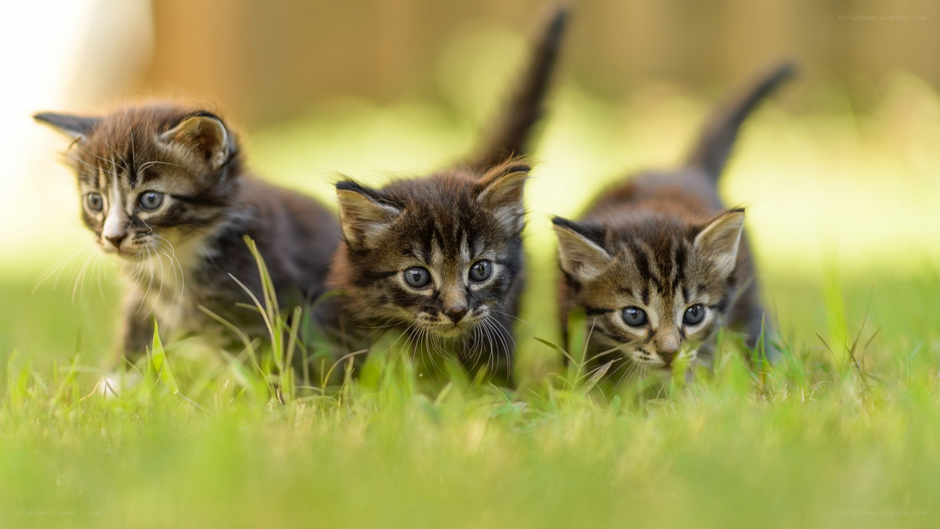 Three kittens in the grass