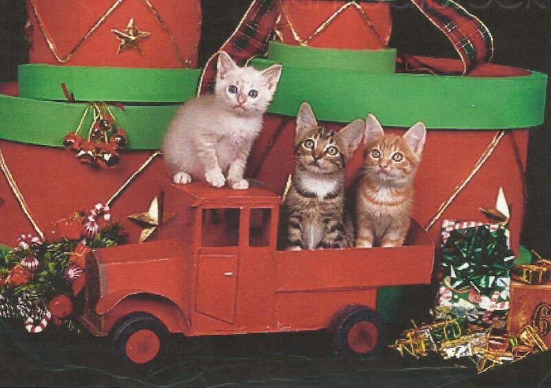 Three Kittens in Toy Truck