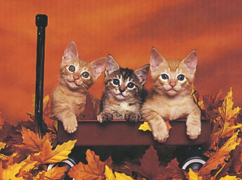 Three Kittens in Wagon