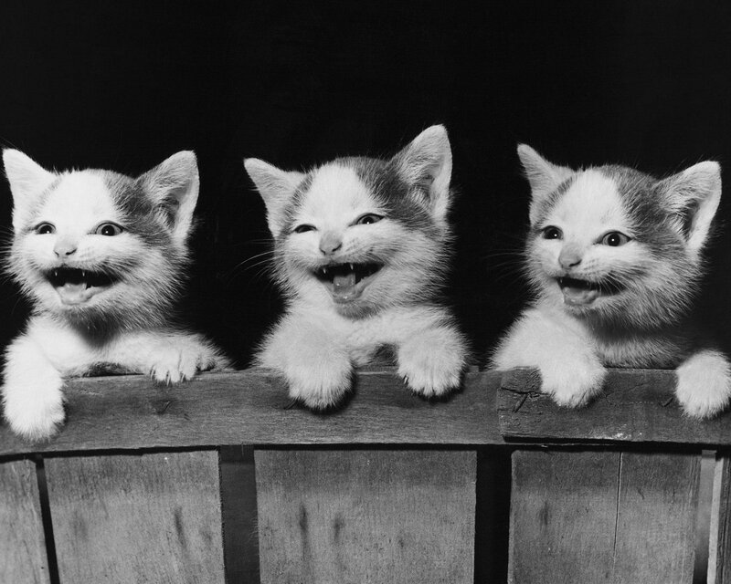 Three kittens laughing