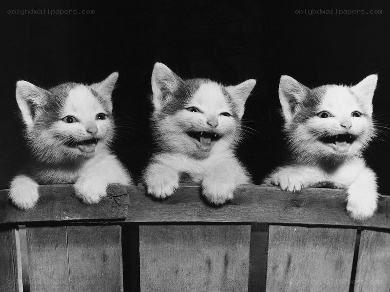 Three kittens laughing in a box