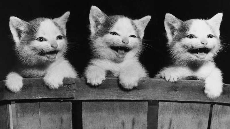 Three kittens laughing