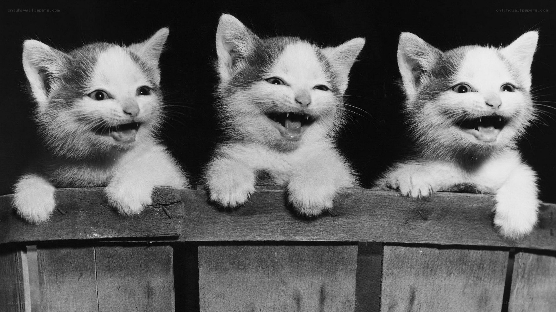 Three kittens laughing