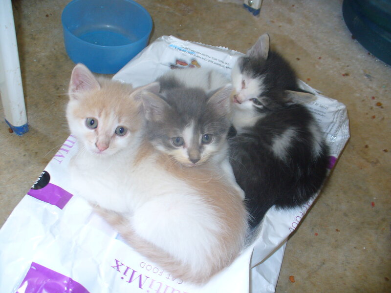 three kittens on a bag