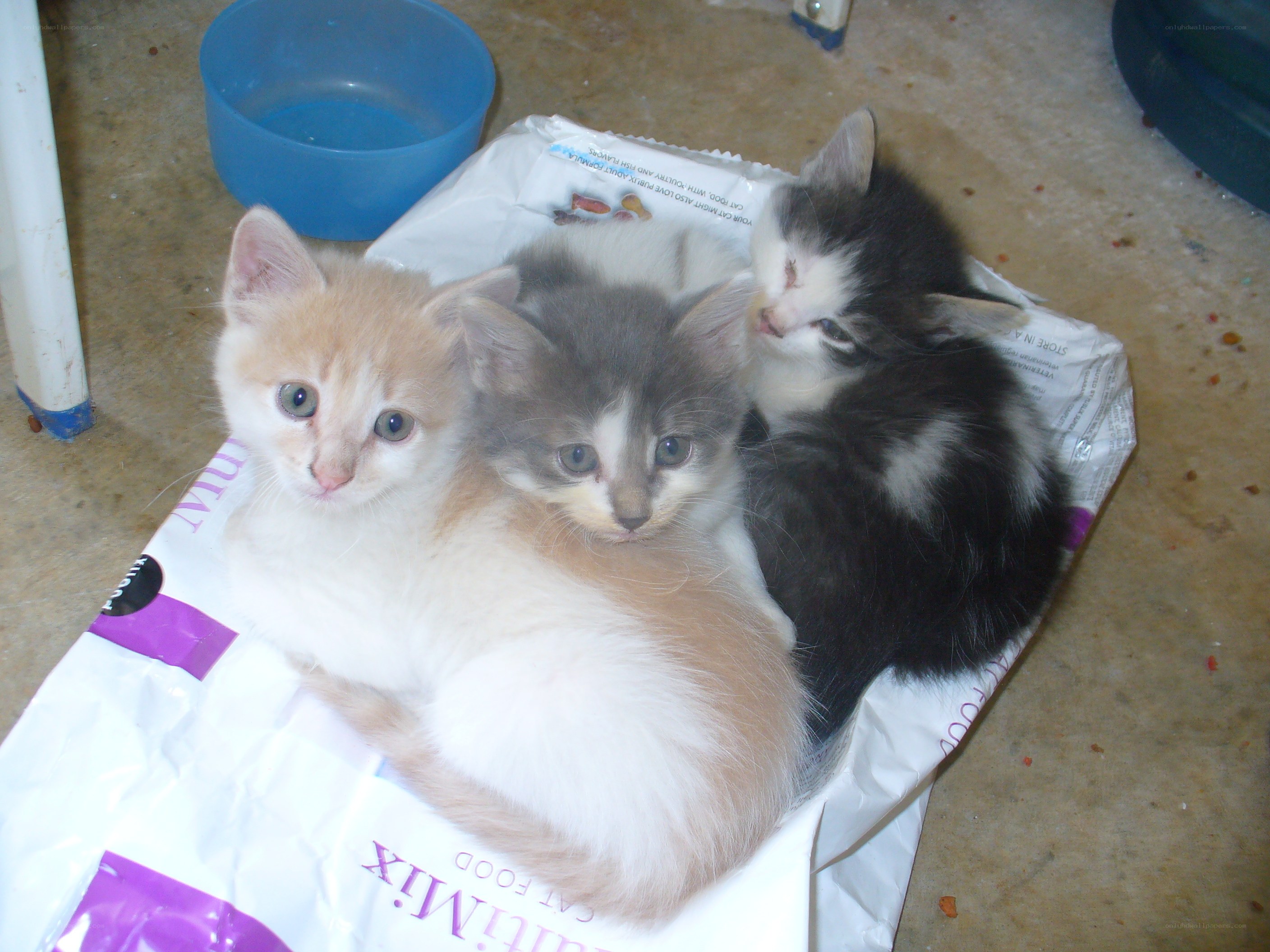 three kittens on a bag