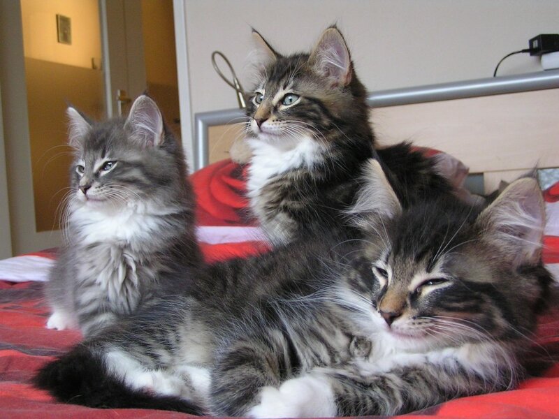 three kittens on a bed