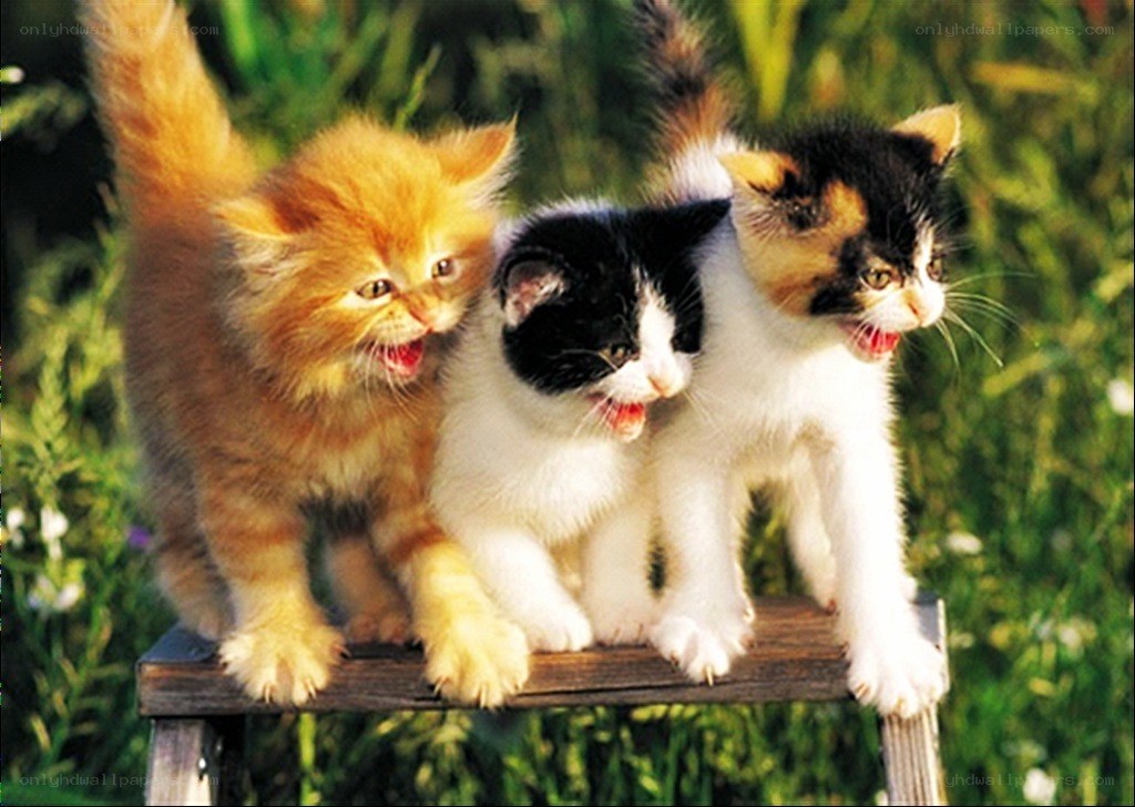 Three kittens on a bench