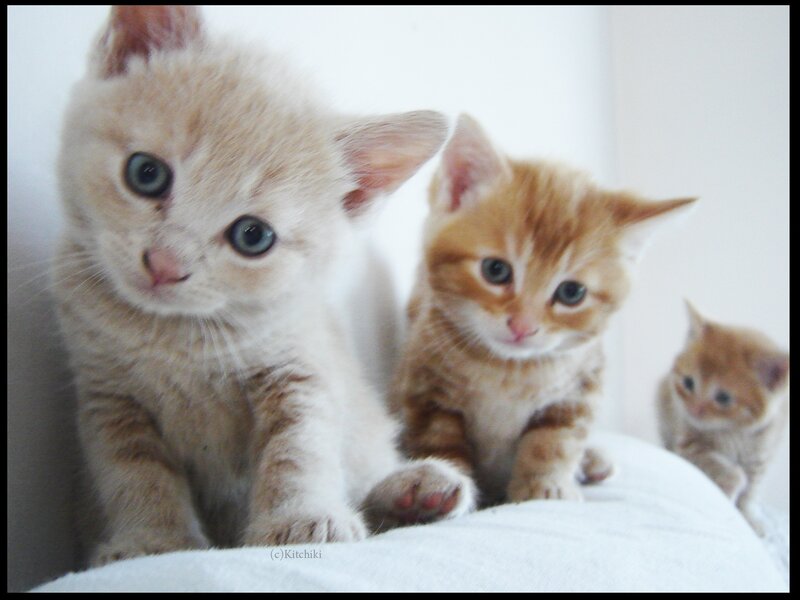 three kittens on a blanket