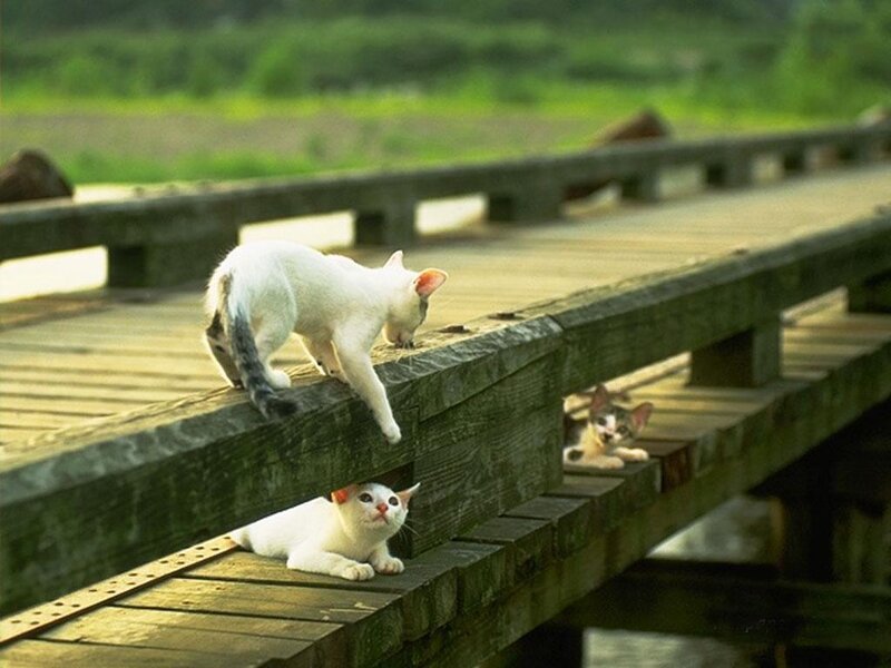 Three Kittens on a Bridge
