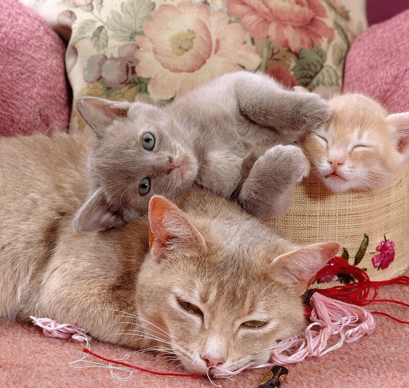 Three Kittens on a Couch — Pink