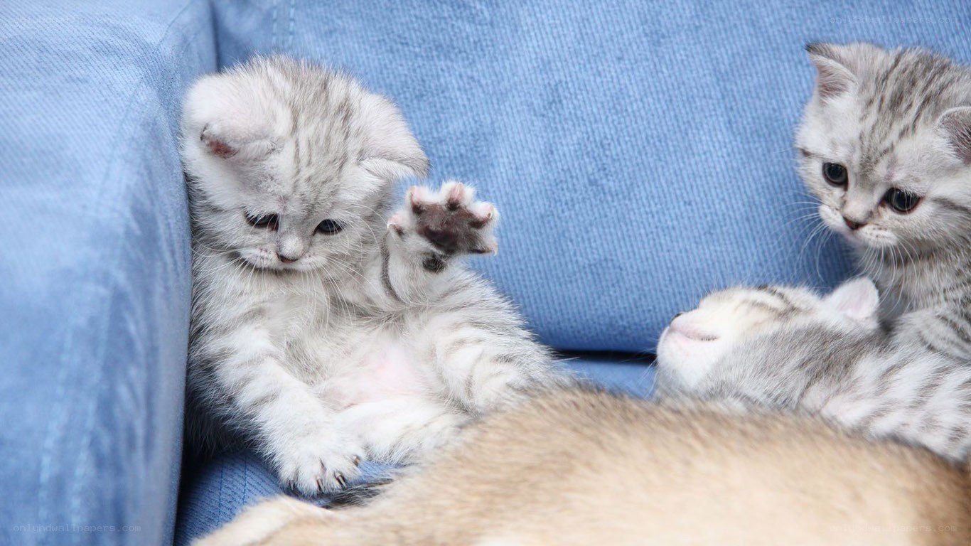 Three kittens on a couch