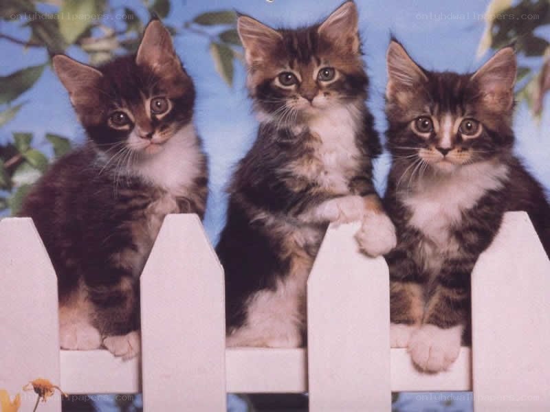 three kittens on a fence