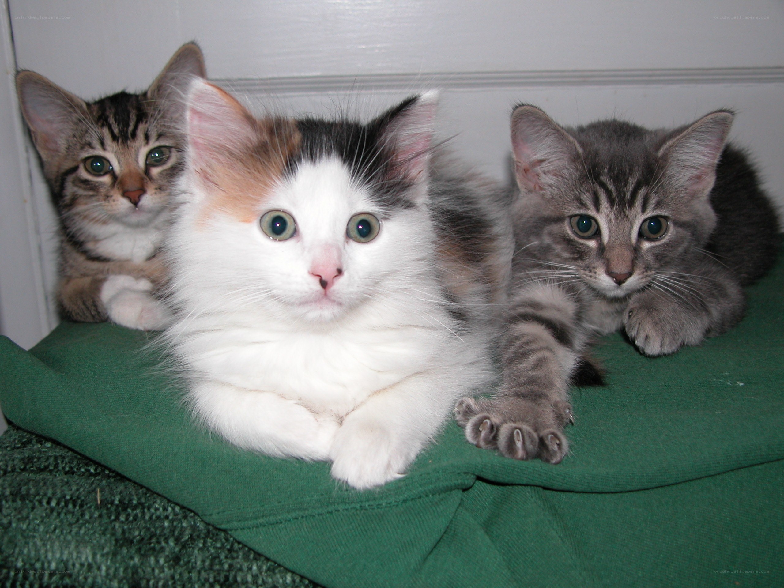 Three kittens on a green blanket