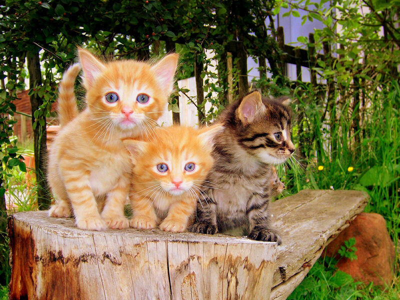 Three kittens on a log