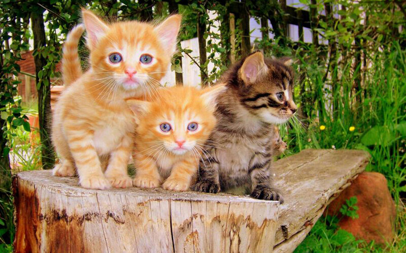 Three kittens on a log