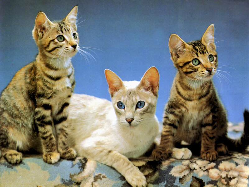 Three kittens on a patterned surface