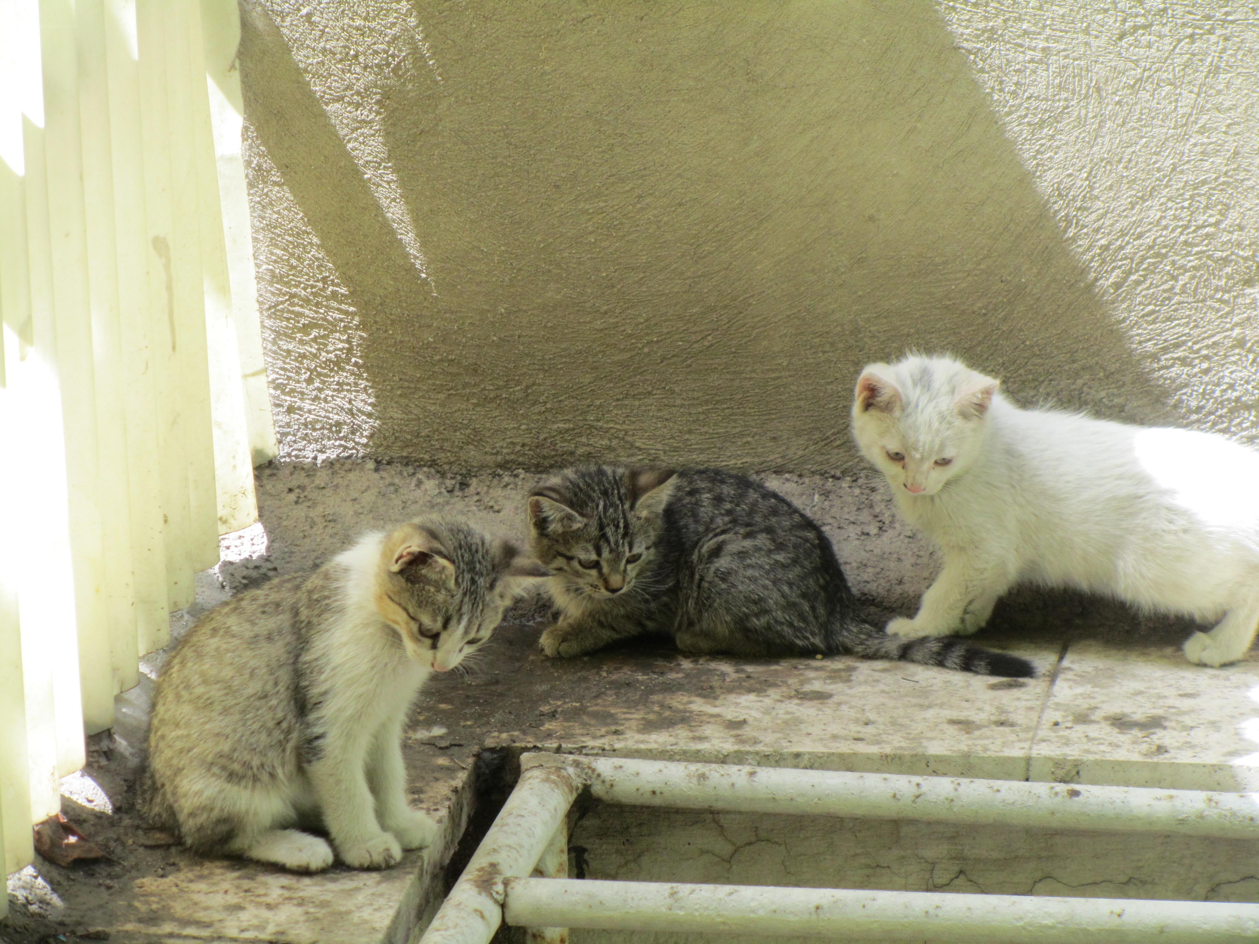 Three kittens on a step