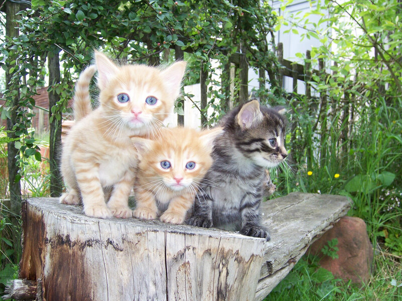 Three Kittens on a Stump