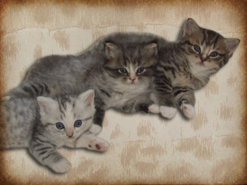 Three kittens on a textured surface