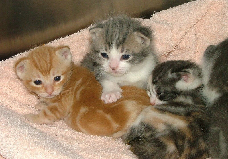 Three kittens on a towel