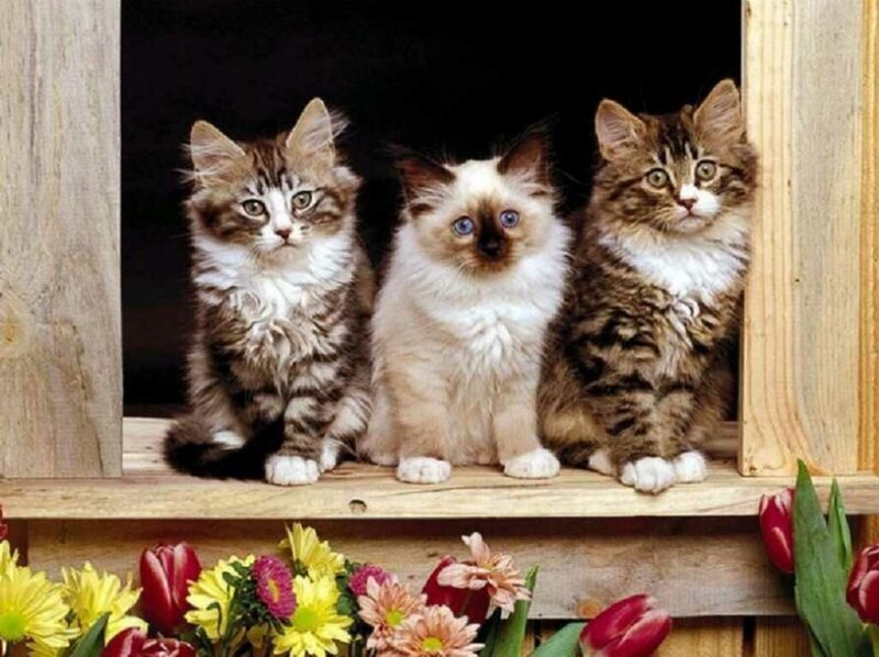 Three Kittens on a Windowsill — Brown