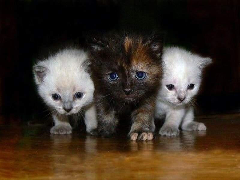 three kittens on a wooden floor