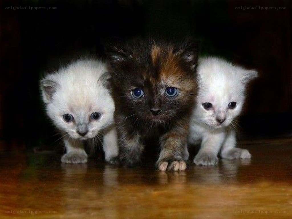 three kittens on a wooden floor