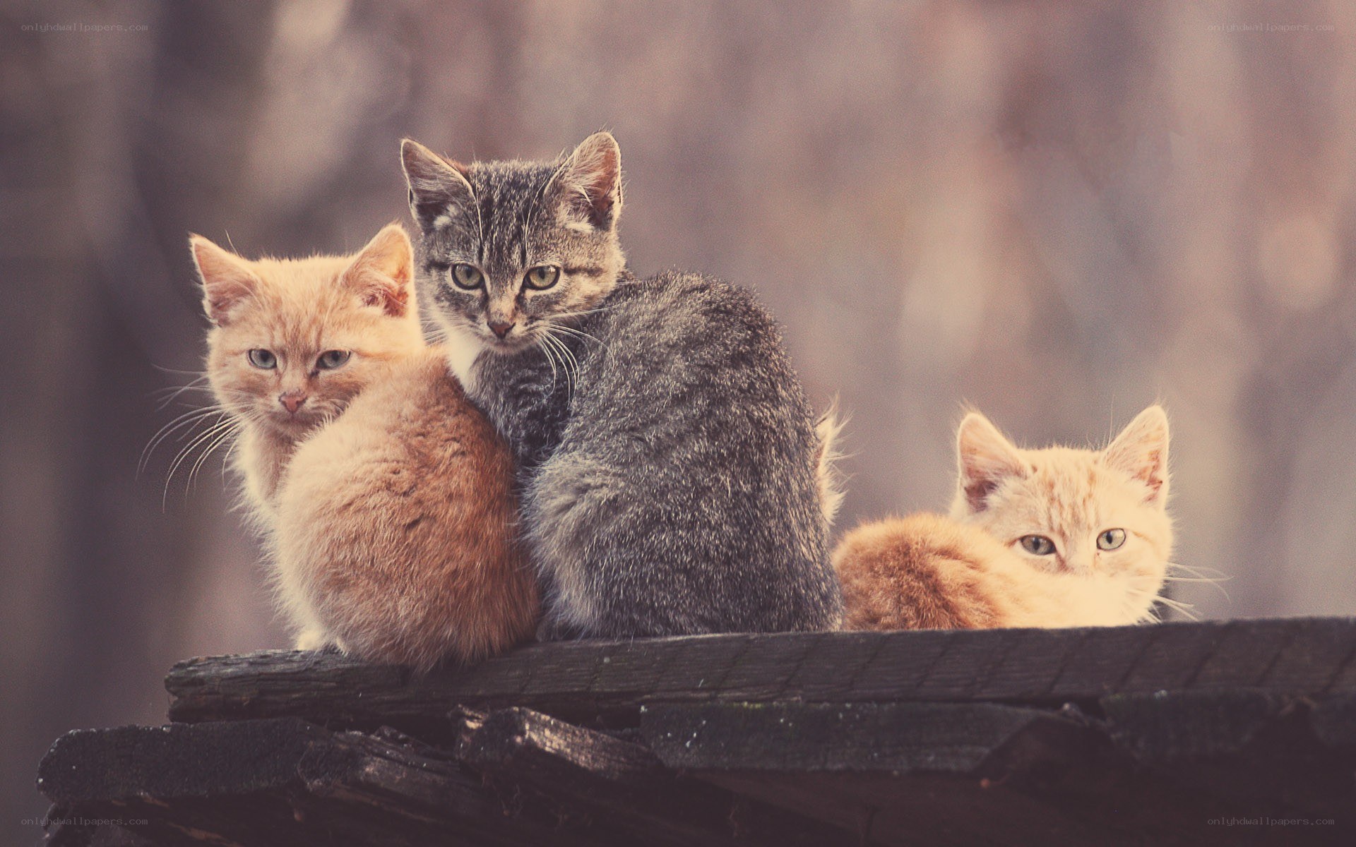 three kittens on a wooden surface