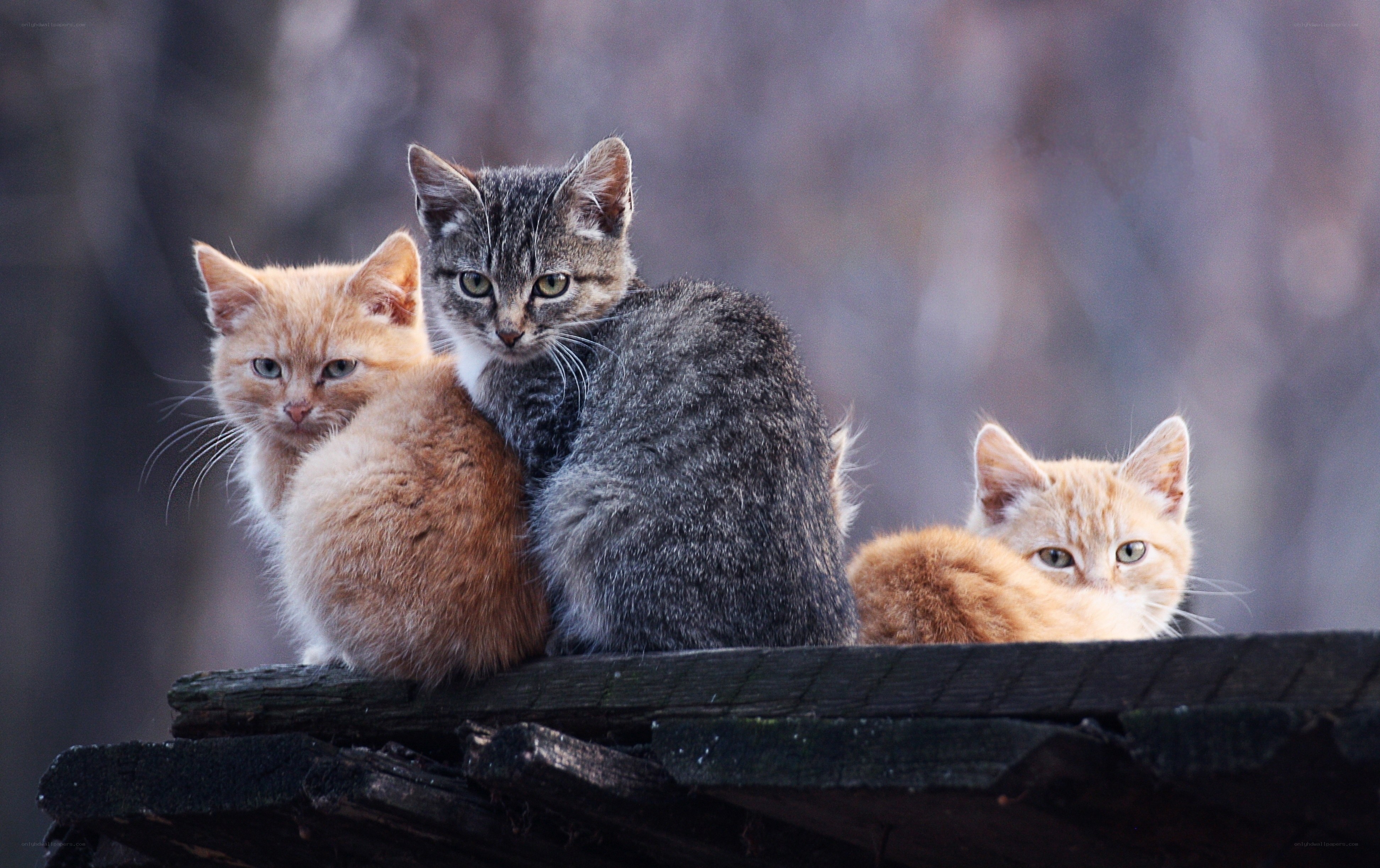 Three kittens on a wooden surface