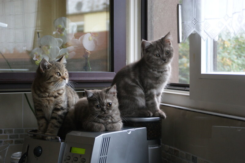 Three Kittens on Appliances