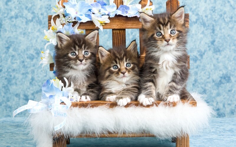 Three Kittens on Bench