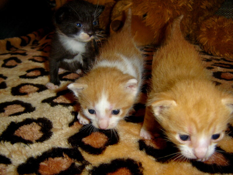 Three Kittens on Blanket — Orange
