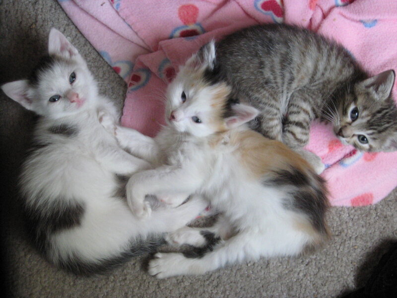 Three Kittens on Blanket — Pink