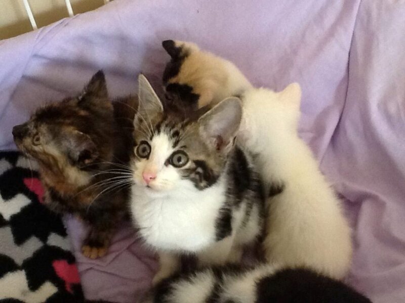 Three Kittens on Blanket — Purple, Calm