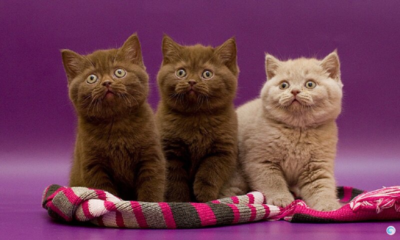 Three Kittens on Blanket — Purple, Curious
