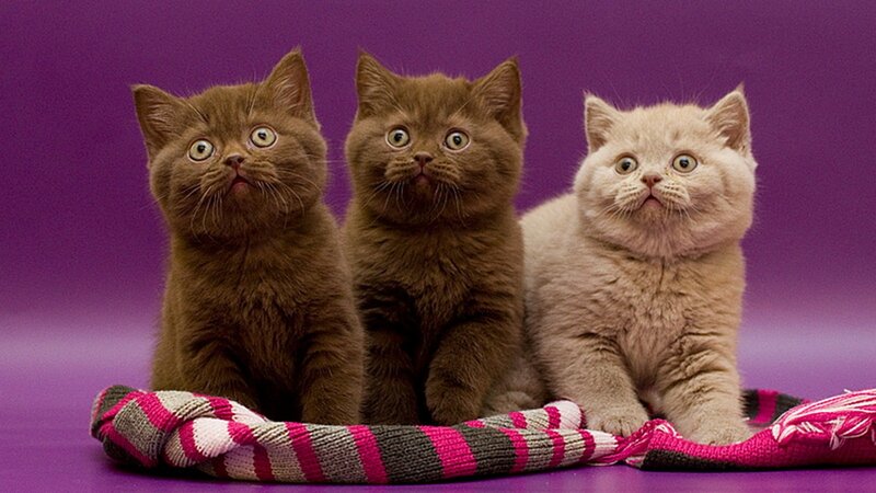 Three Kittens on Blanket — Purple, Innocent