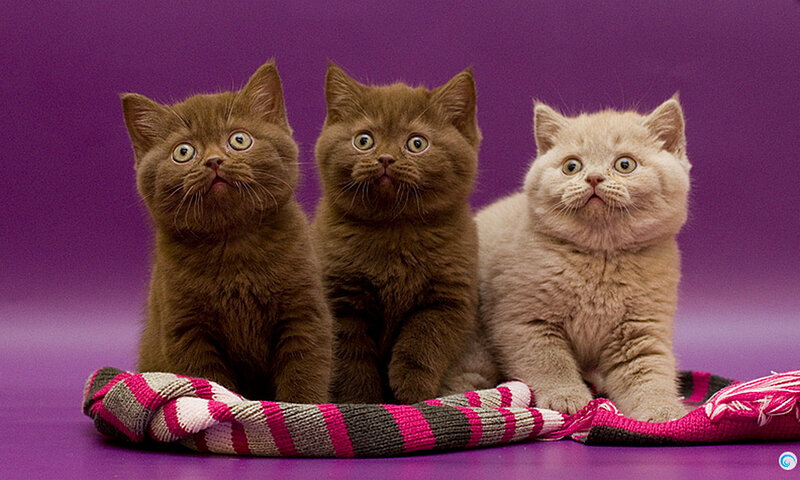Three Kittens on Blanket — Purple