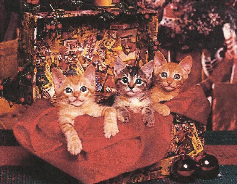 Three Kittens on Blanket — Red
