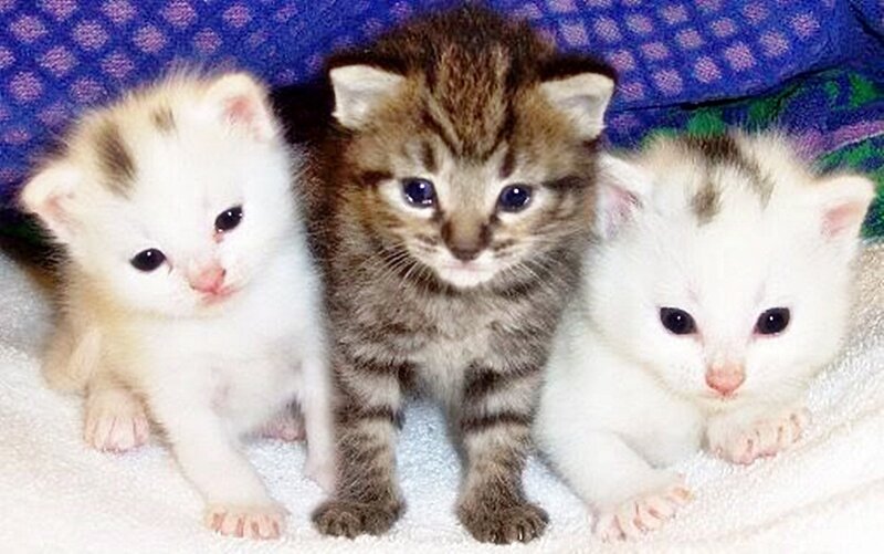 three kittens on blanket